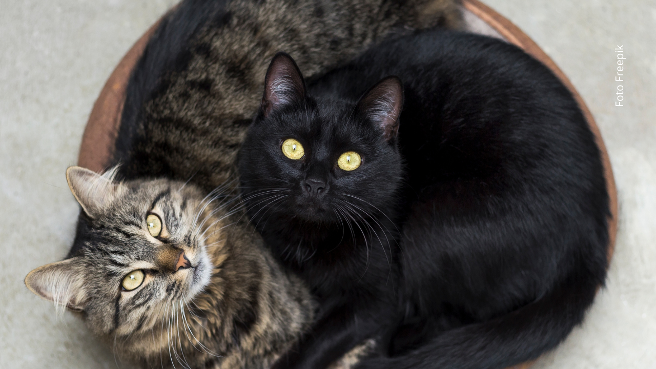 Un gato quimera con rostro de dos colores conquistó TikTok