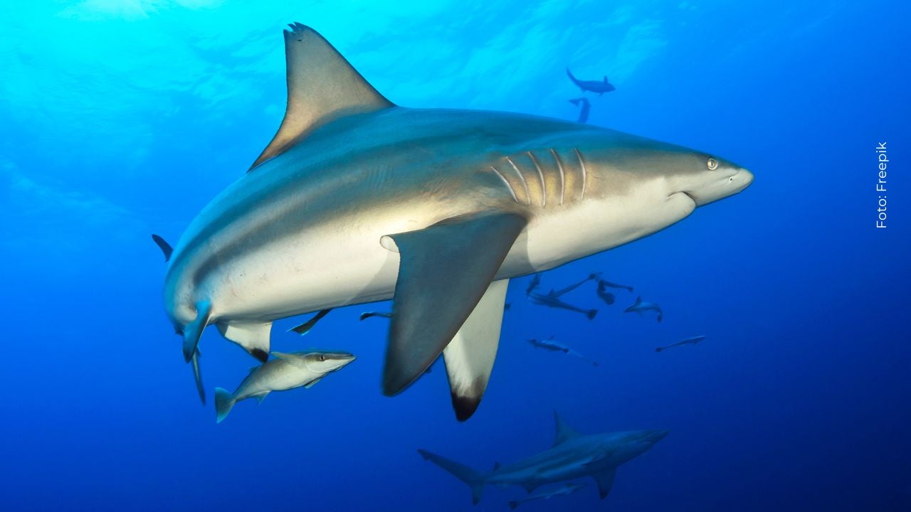Tiburón en medio del oceáno