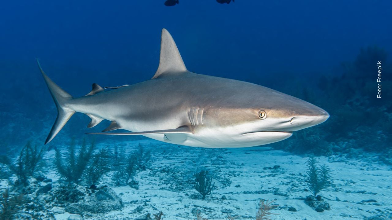 En Costa Rica avistan el primer tiburón naranja Tiburón en el fondo del oceáno