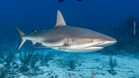 Tiburón en el fondo del oceáno