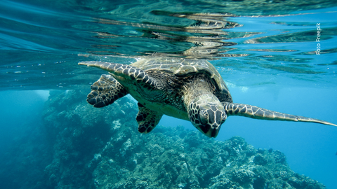 Bajo el agua, la comunicación es cuestión de vida o muerte. Estos animales lo saben y tienen las voces más poderosas del planeta.