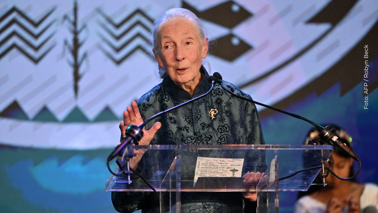 Jane Goodall falleció a sus 91 años. Claudia Bahamón y Nicolás Montero la despedieron en redes