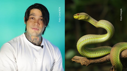 Yeferson Cossio permitió que una serpiente amazónica se deslizara sobre su brazo y cuello.