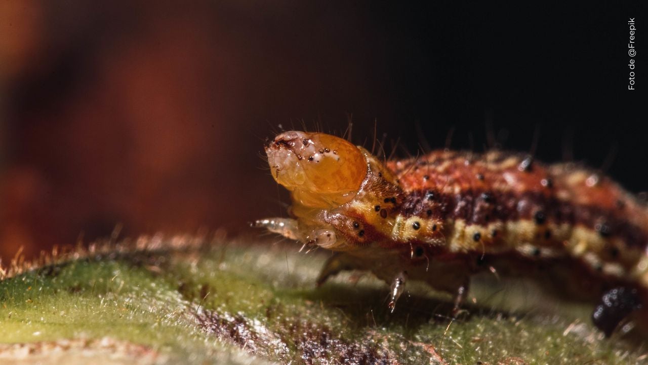 Kika Nieto confirma que un ácaro Demodex fue el origen de su problema ocular