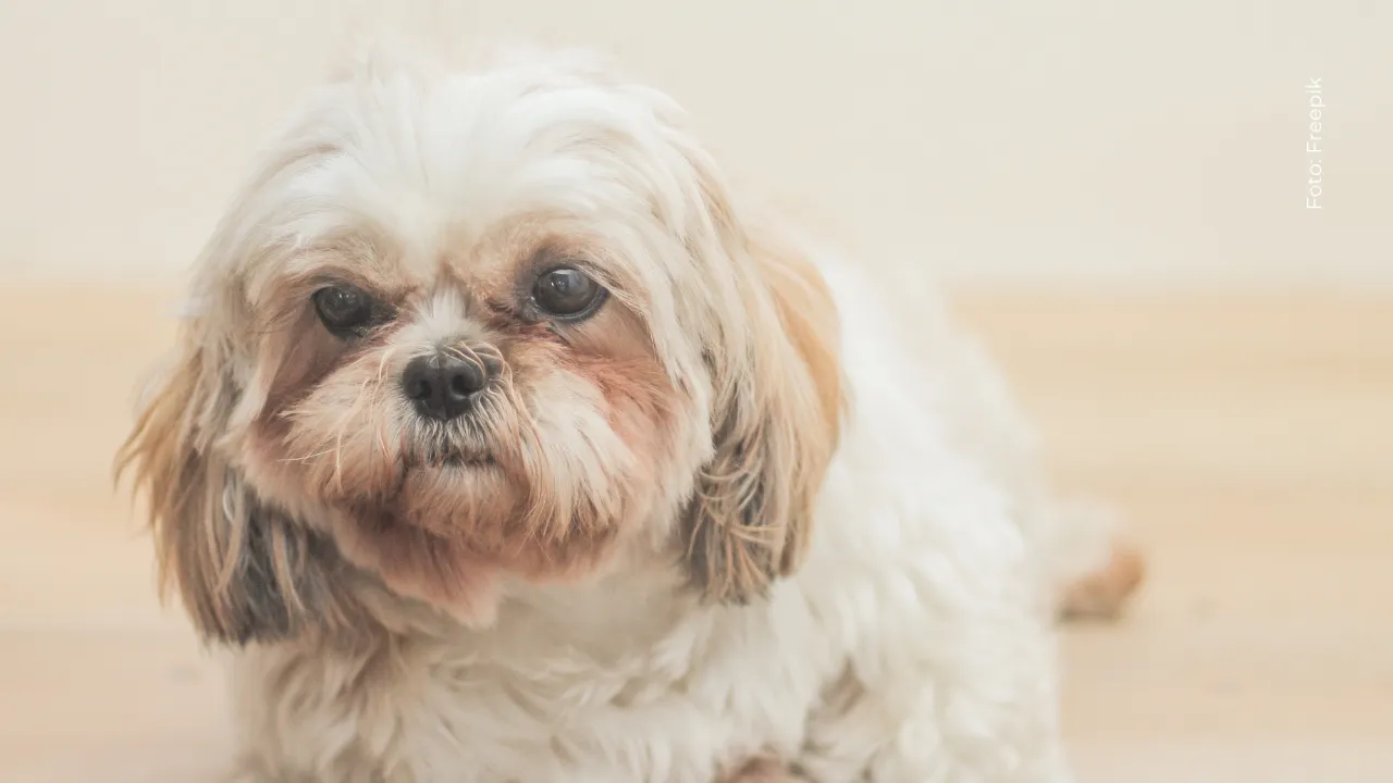 El curioso caso de la perrita de Karen Sevillano