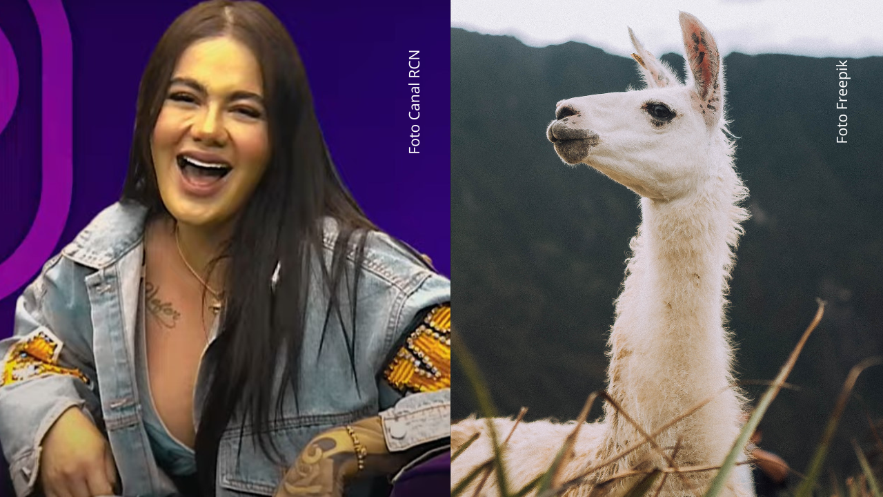 Cintia pasó de ordeñar vacas a casi salir volando por culpa de… ¡una llama!