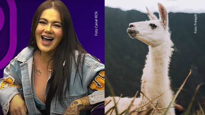 Cintia pasó de ordeñar vacas a casi salir volando por culpa de… ¡una llama!