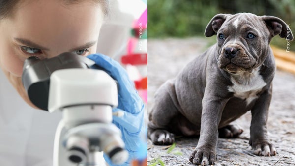 Famoso exfutbolista sorprende al clonar a su perrita: esta fue la millonaria suma que pagó