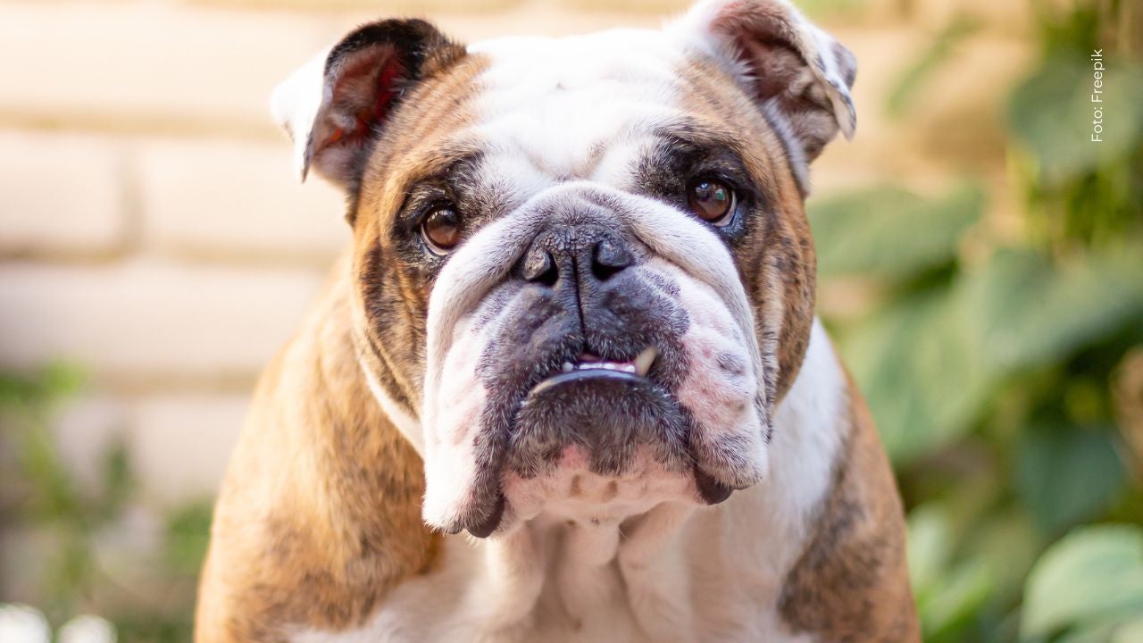 Gaby Ramírez sufrió ataque de un perro bulldog