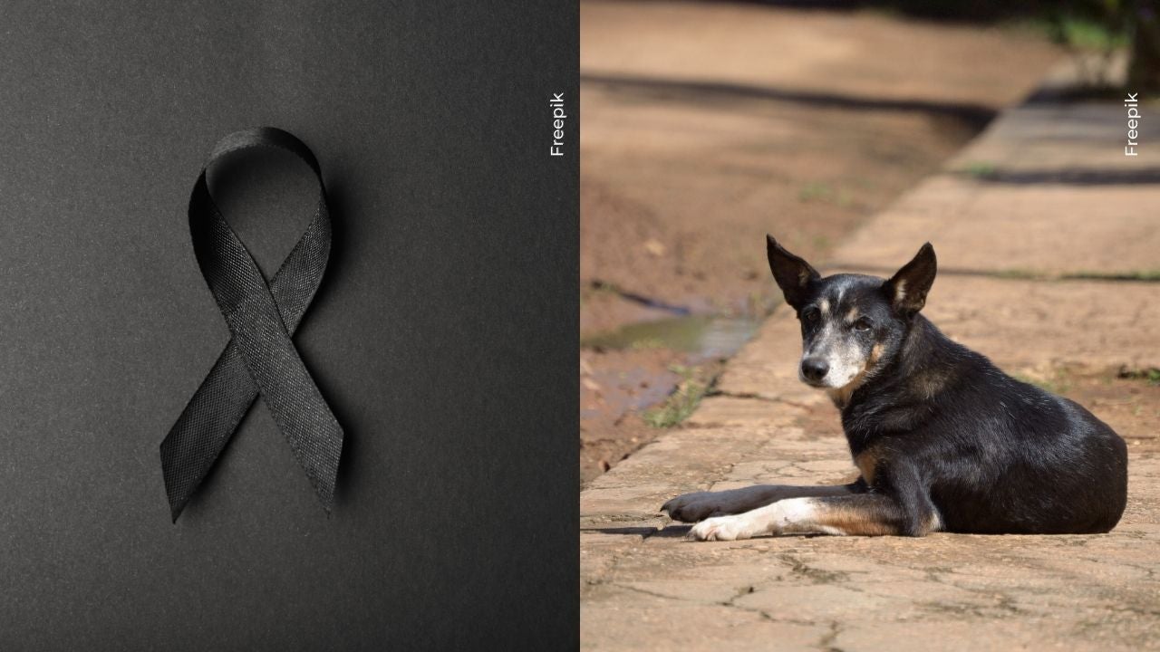 Mujer pidió la eutanasia y comida para perros en vez de flores