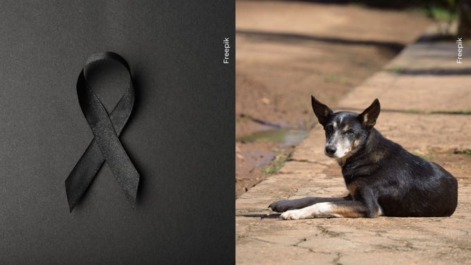 Mujer pidió la eutanasia y comida para perros en vez de flores