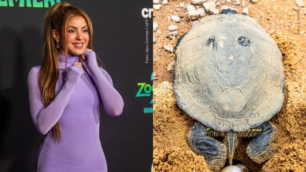Shakiremys colombiana: ¿por qué el nuevo fósil de tortuga lleva el nombre de Shakira?