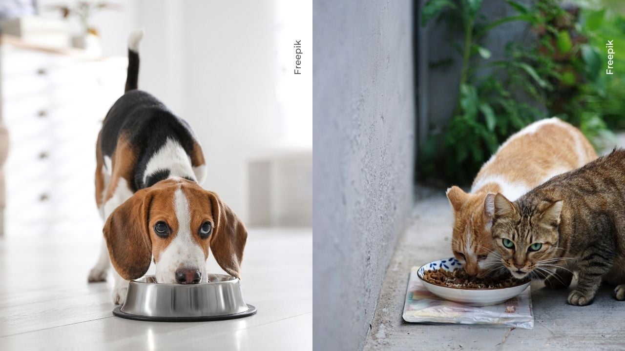 Influenciador propone ayudar a animales sin hogar