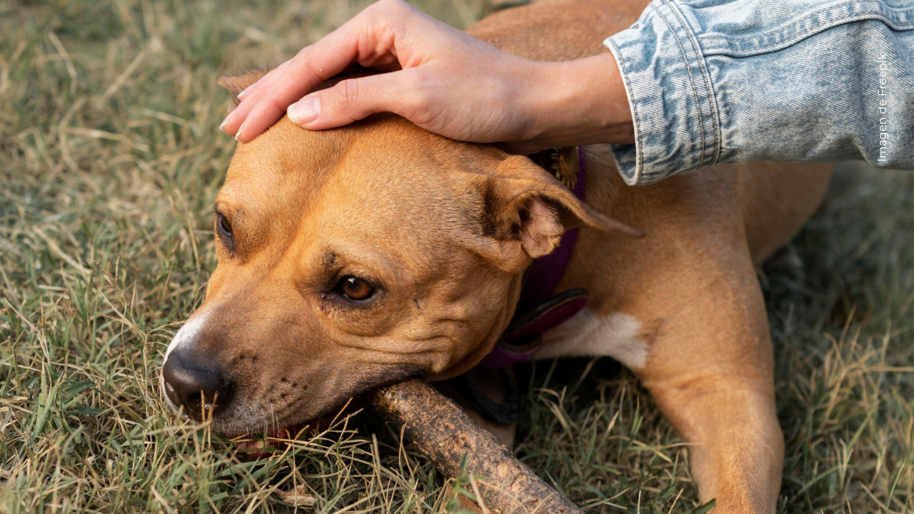 Cossio rescata a un perro en el Amazonas