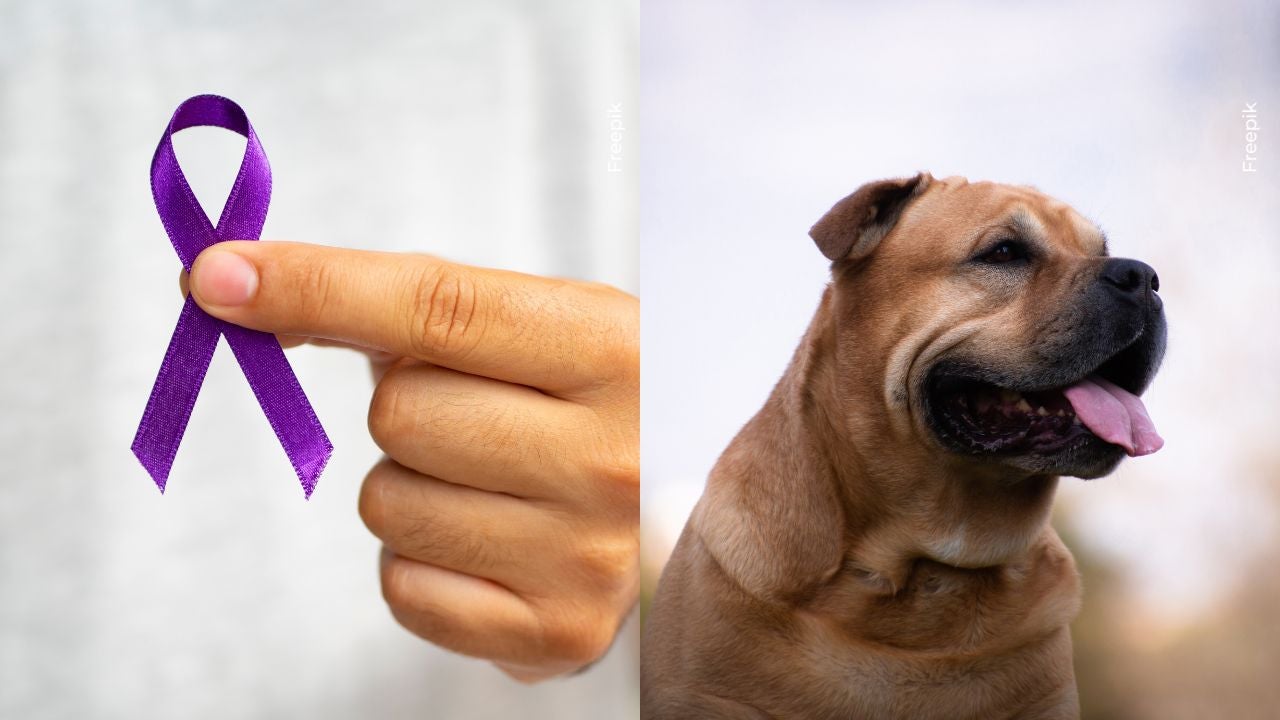 Camilo Triana reveló que su perro superó el cáncer