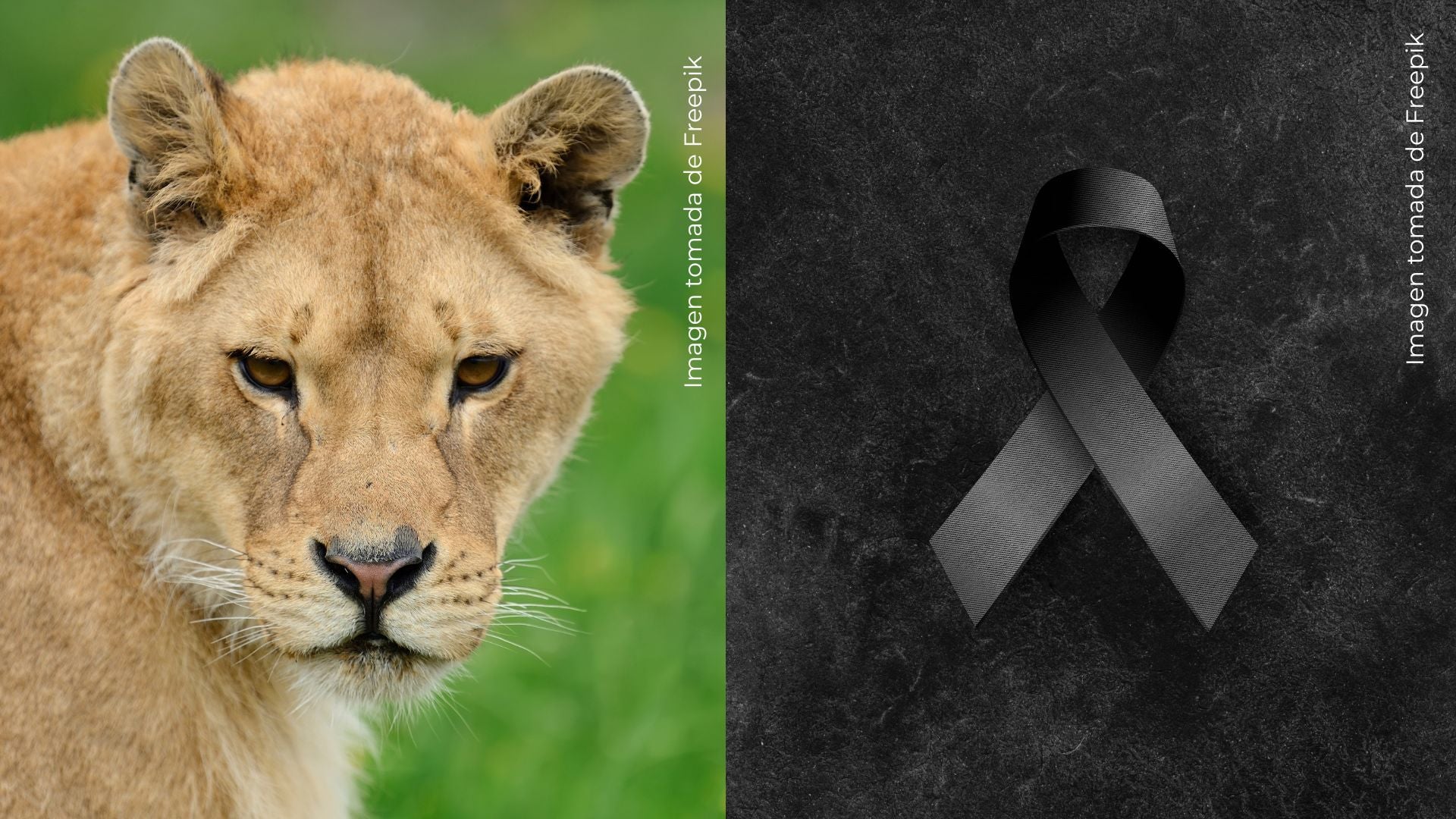 Leona le quita la vida a joven de 19 años que invadió su jaula en zoológico.