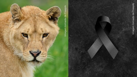 Leona le quita la vida a joven de 19 años que invadió su jaula en zoológico.