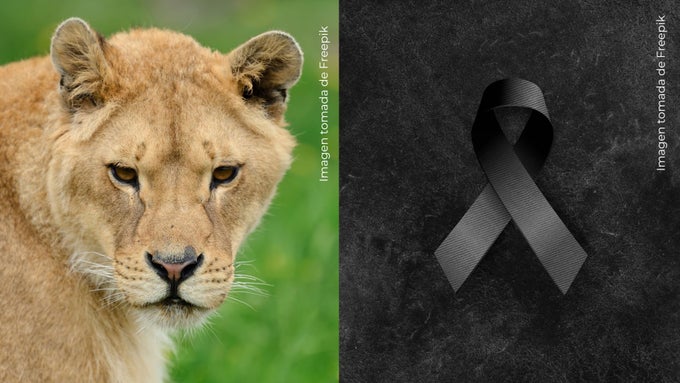 Leona le quita la vida a joven de 19 años que invadió su jaula en zoológico.