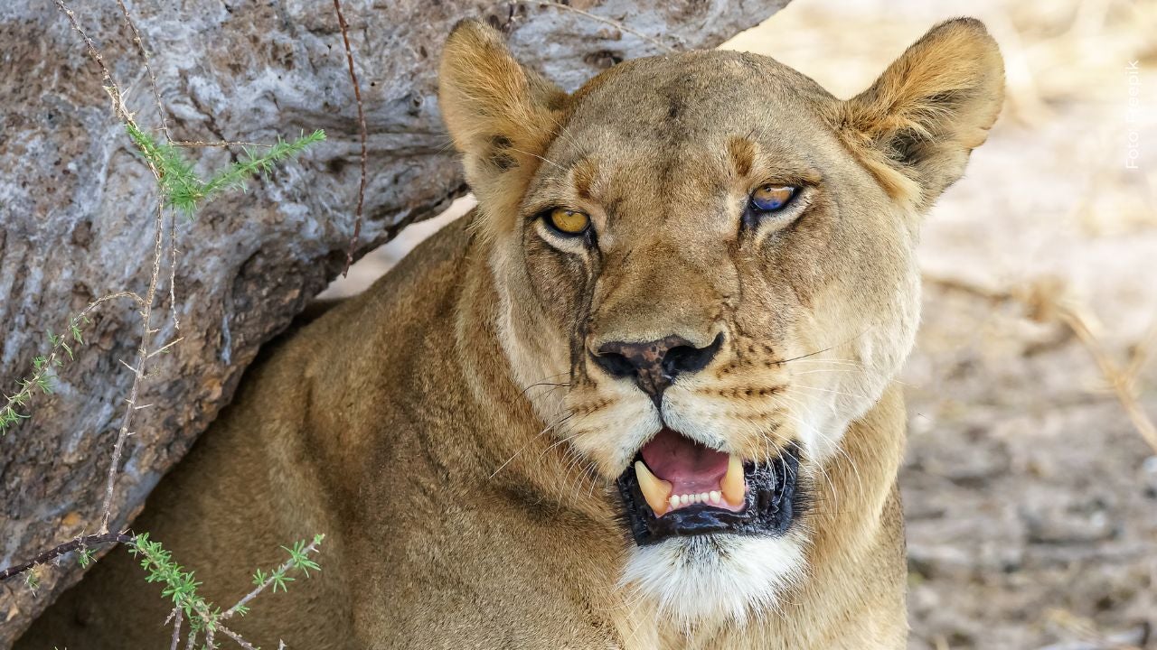Se conoce cuál será el destino de la leona que estuvo bajo observación tras la muerte de un joven que entró a su jaula en Brasil