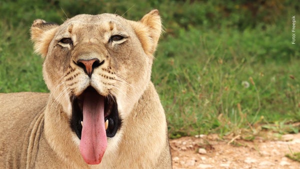 Revelan qué pasará con la leona tras la muerte de un joven que ingresó a su jaula en un zoológico