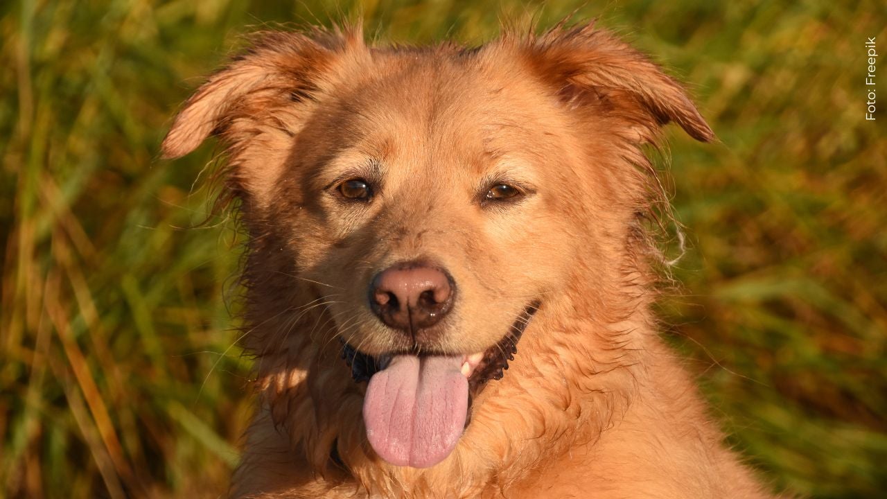 Indy, el primer perrito nominado como Mejor Actor en los Astra Film Awards 2026