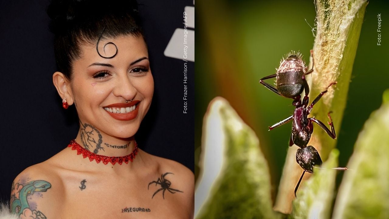 Cazzu le dan de probar hormigas culonas y así reaccionó la cantante argentina