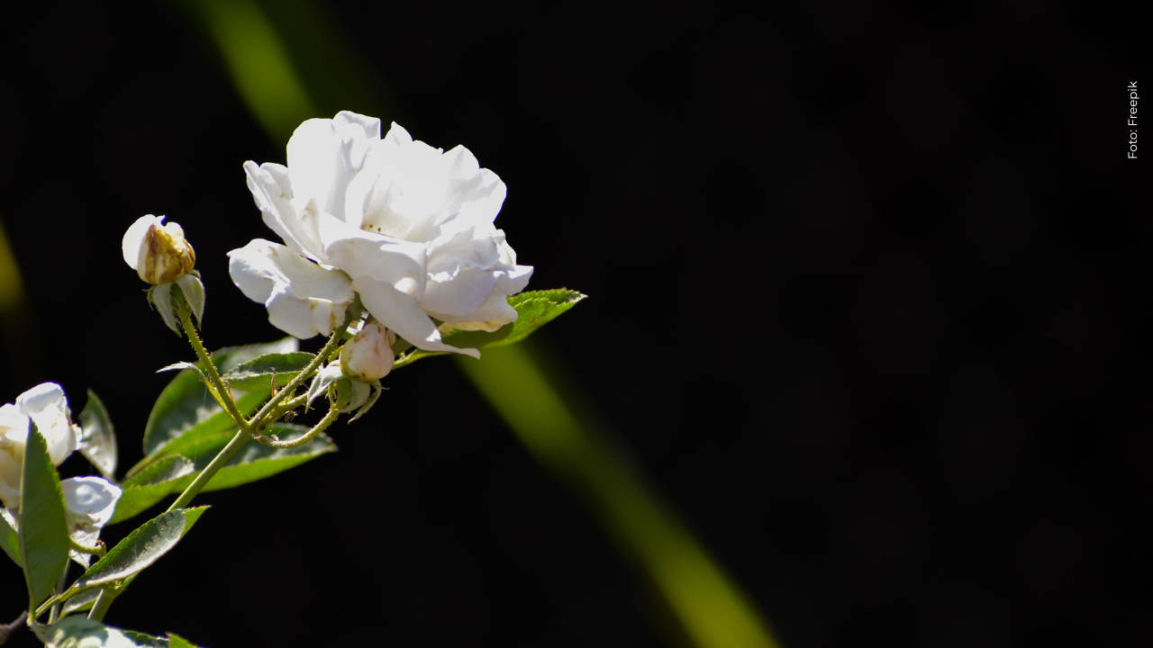 Hija de Felipe Arias, presentador de Noticias RCN, se viste de luto tras lamentable pérdida
