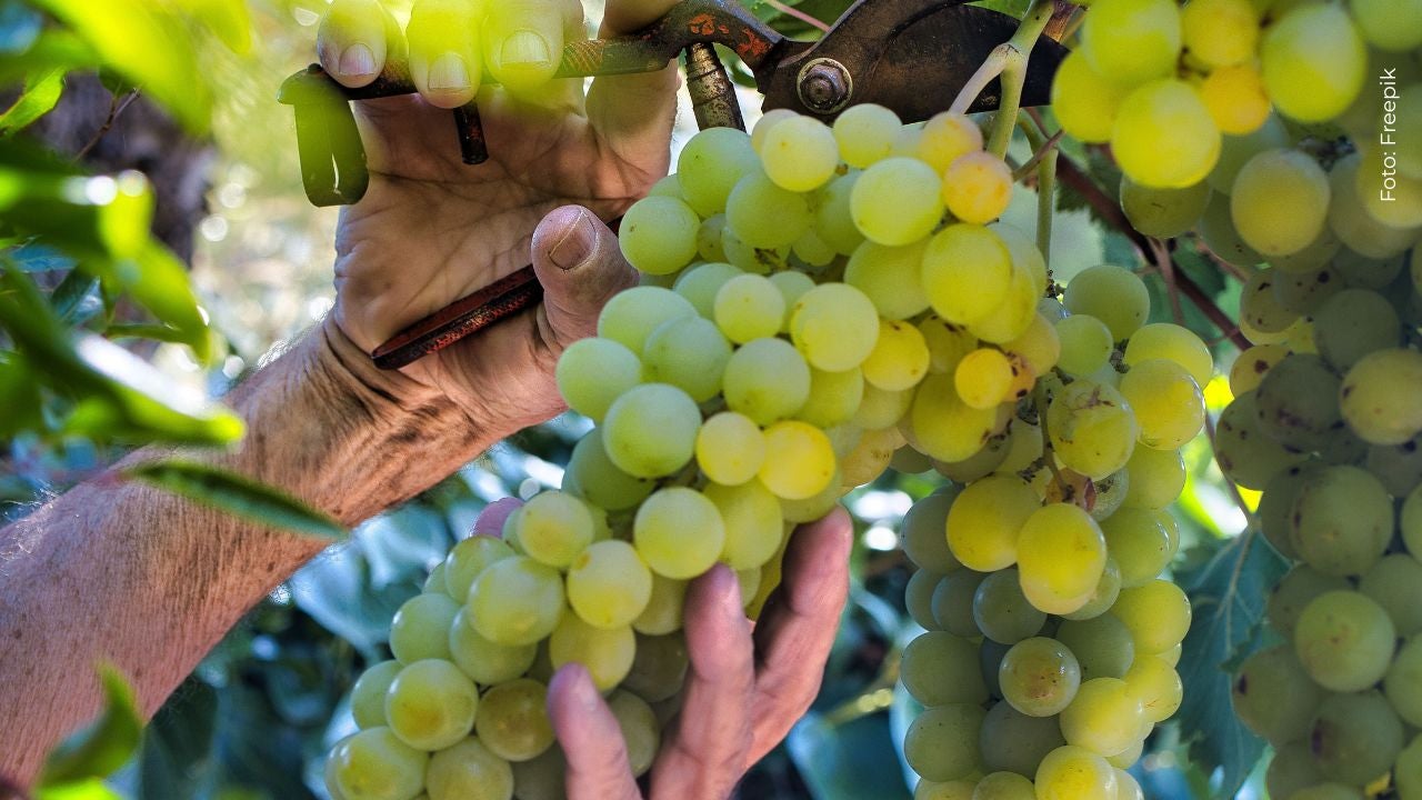 Ritual de las 12 uvas en Año Nuevo