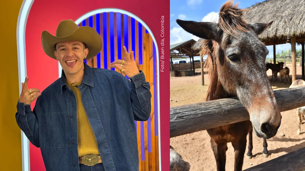 El tierno momento de Luis Alfonso con su mula