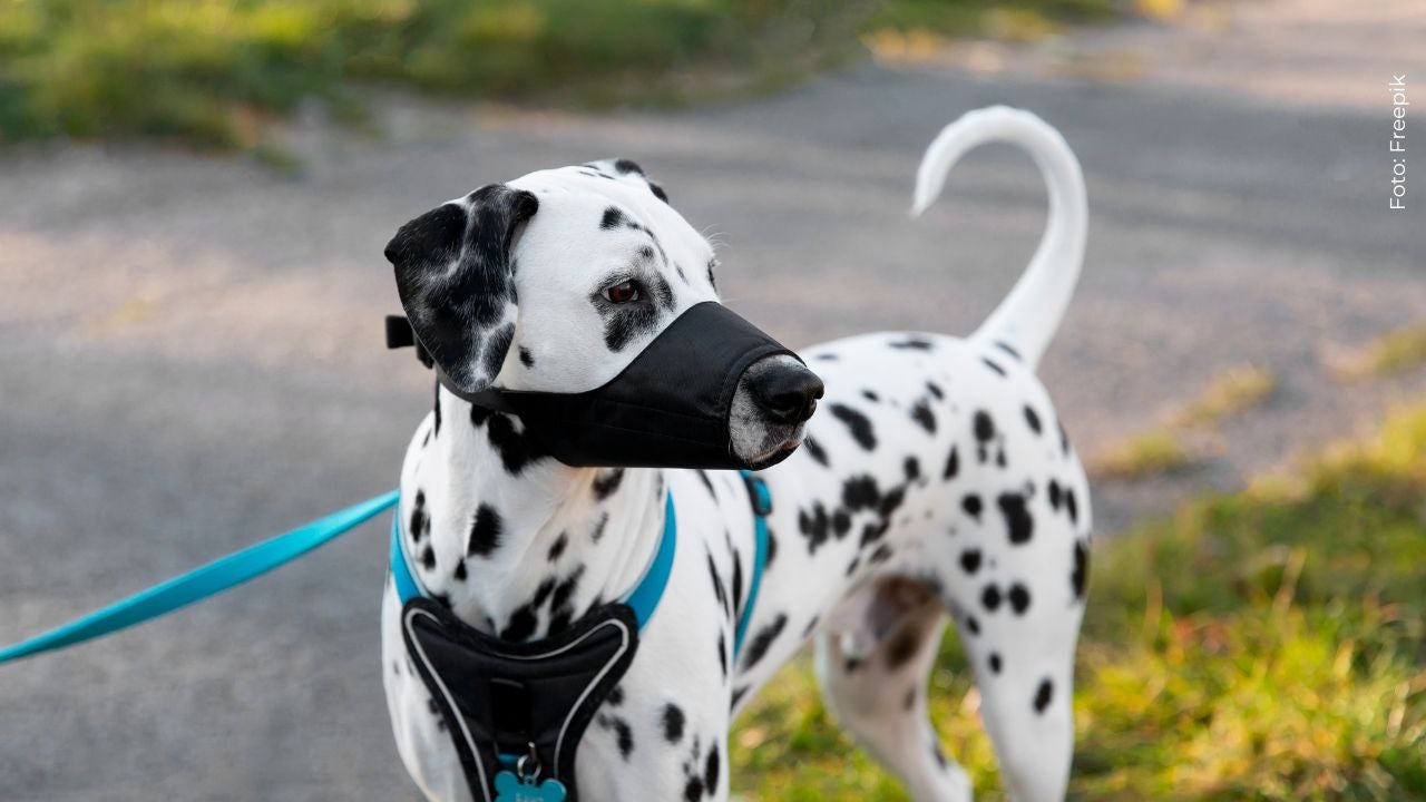 Mira cómo vive un therian perro dálmata