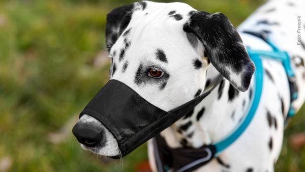 Así vive un therian perro dálmata que busca ser adoptado por un ser humano