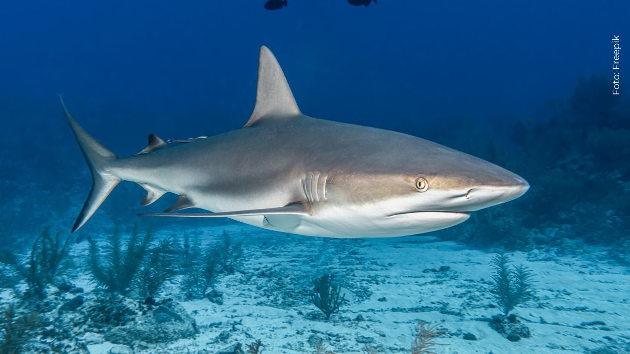 Hijo de Jorge D'Alessio fue mordido por un tiburón