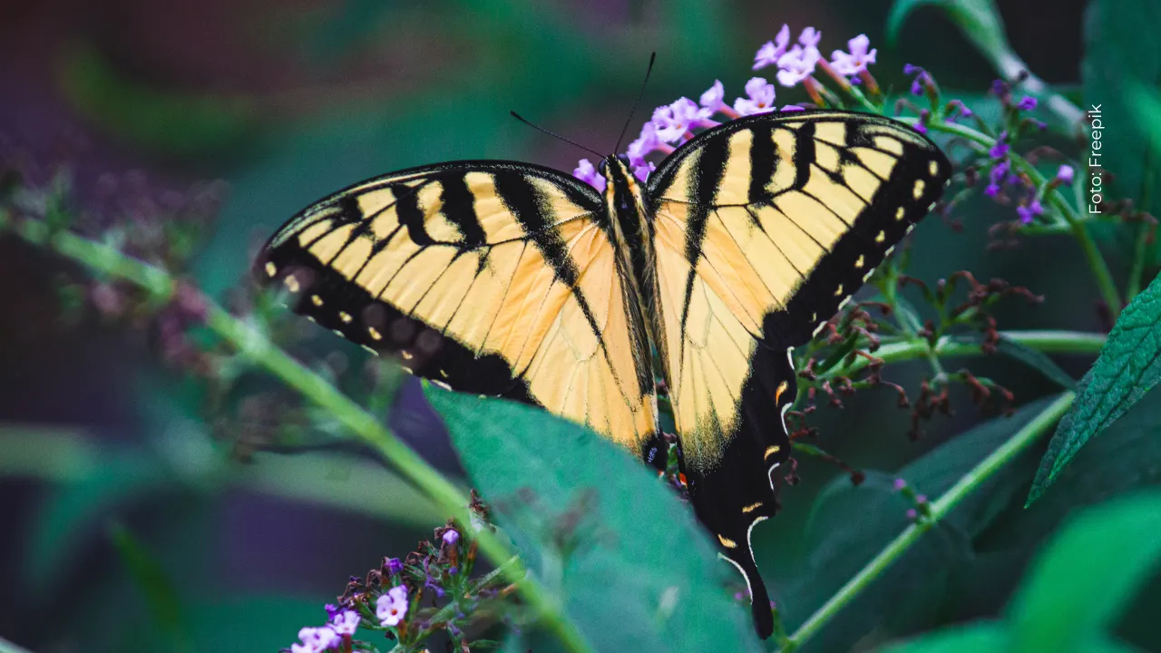 Yeison Jiménez se habría manifestado a su hermana