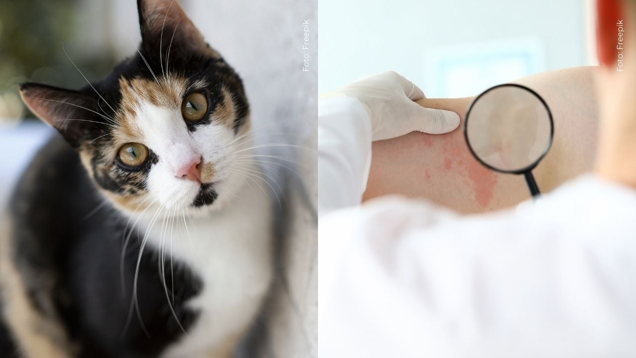 La esporotricosis: un hongo que puede transmitirse de gatos a humanos