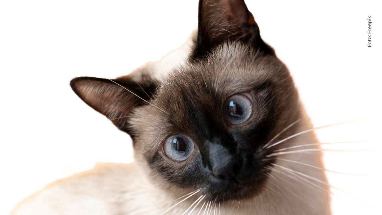 La esporotricosis: un hongo que puede transmitirse de gatos a humanos