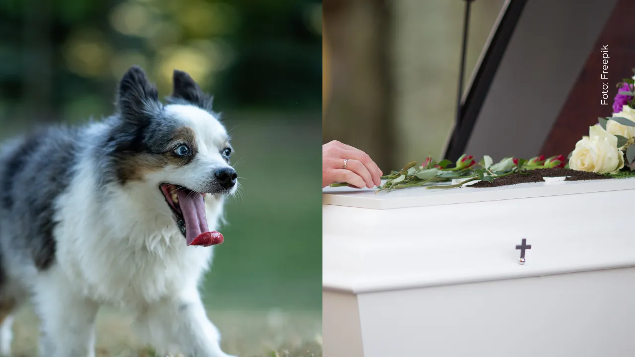 Conmoción en redes por perrito que se niega a dejar el ataúd de su humano
