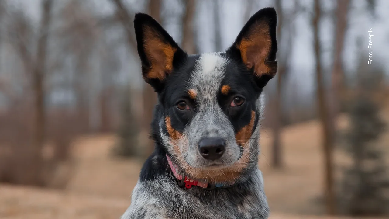 Perrito intenta quedarse junto al ataúd de su dueño.