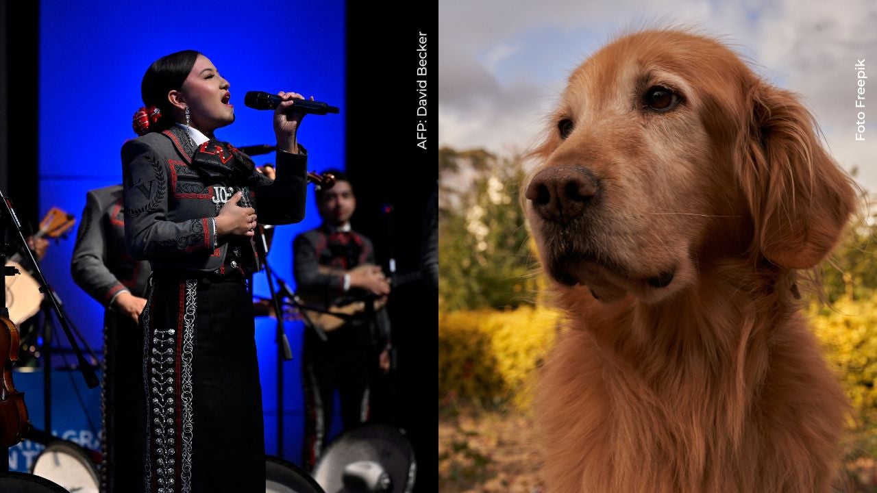 Le llevaron mariachis a perrita que le aplicarían la eutanasia