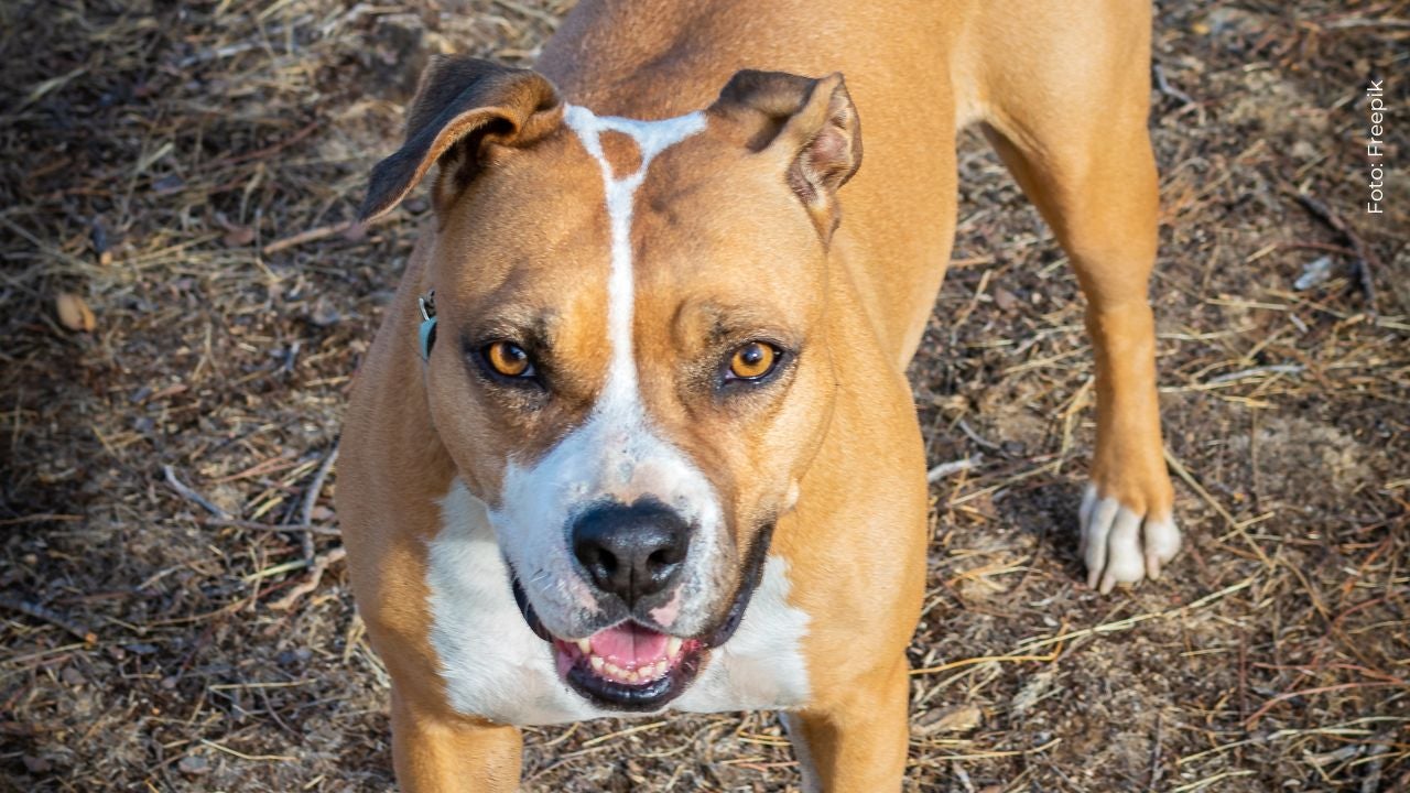 Influencer colombiano conmueve las redes con triste noticia sobre su perrito