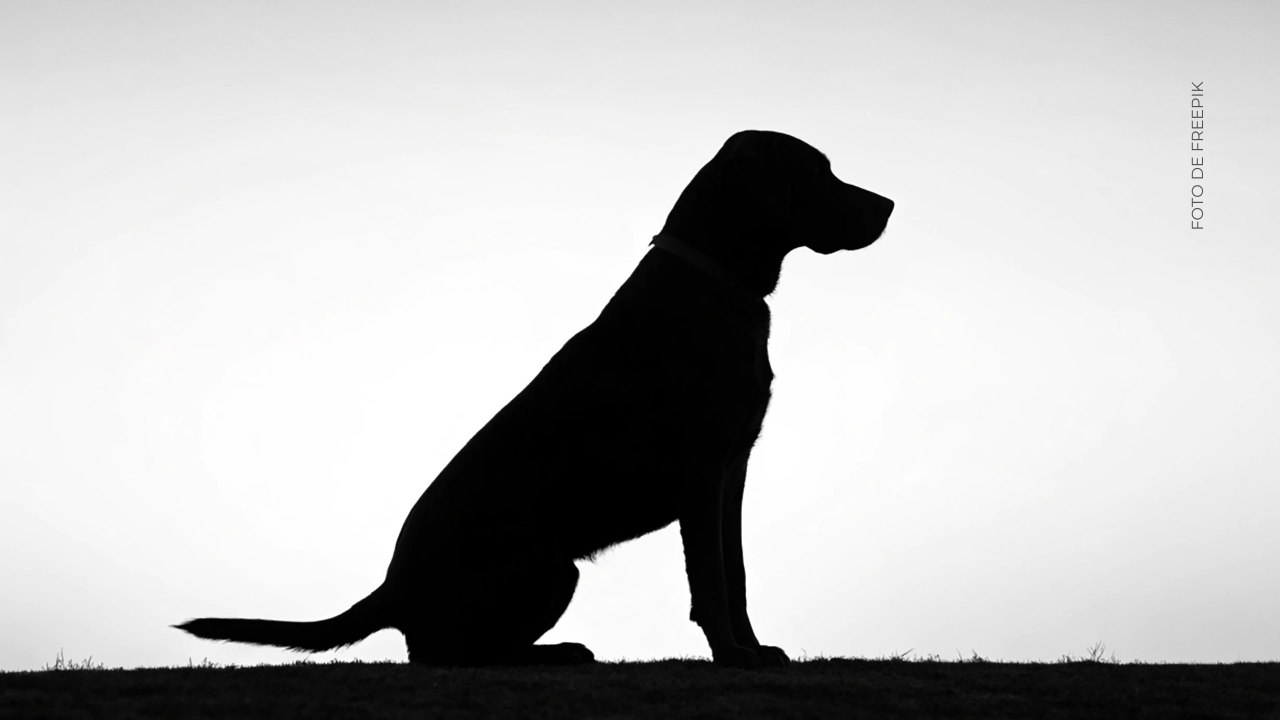 ¿Cómo confirmó Lucas Arnau el fallecimiento de su perro?