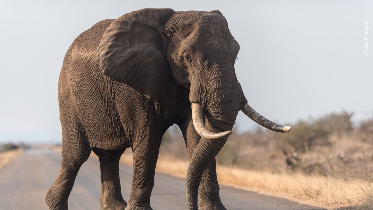 Un elefante sorprendió a Jhonny Rivera y Jenny López en su luna de miel