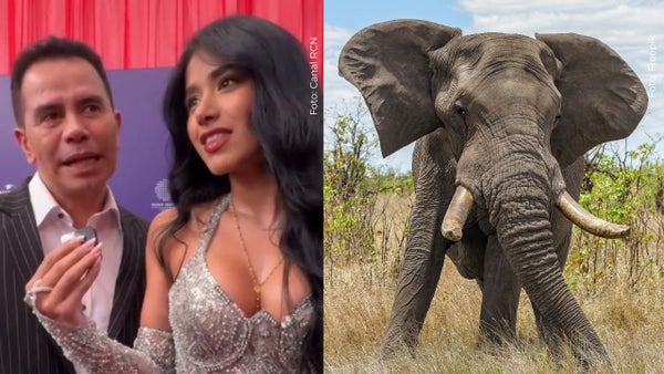 Jhonny Rivera y Jenny López vivieron encuentro angustiante con un elefante en su luna de miel: "huyamos"