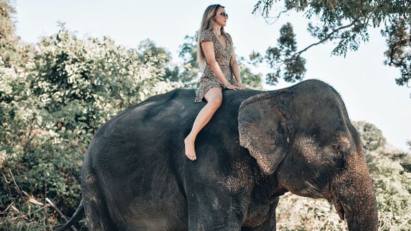 EN VIDEO: El triste final de un elefante pintado de rosa para una sesión fotográfica junto a una modelo