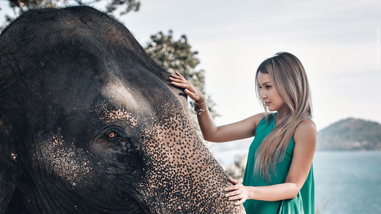 El elefante Chanchal falleció. 