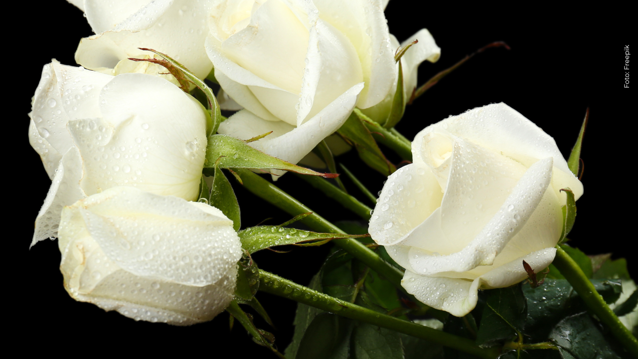 ¡Duelo en la música! Falleció importante integrante de Los Enanitos Verdes: ¿quién fue?