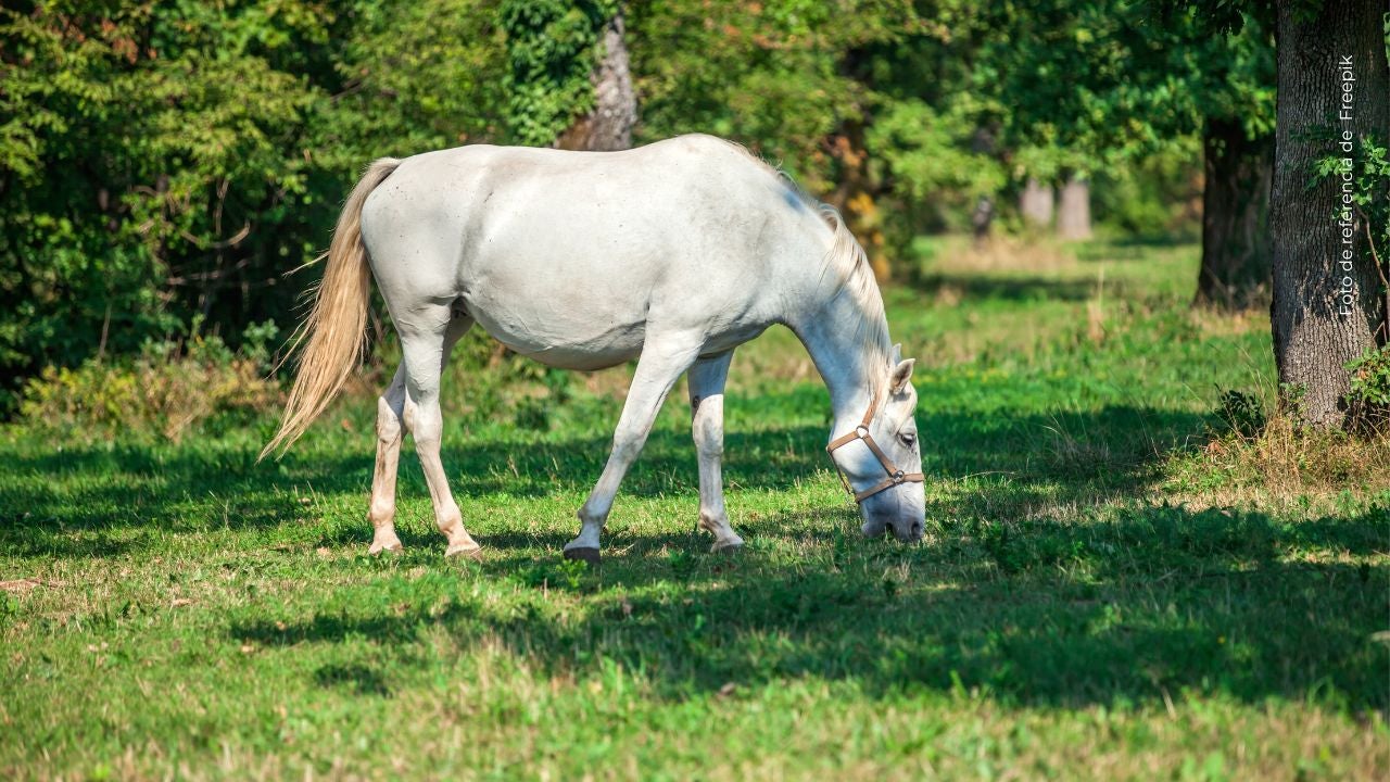 Expareja de Aida Victoria, ‘El Agropecuario’, es acusado de robo.
