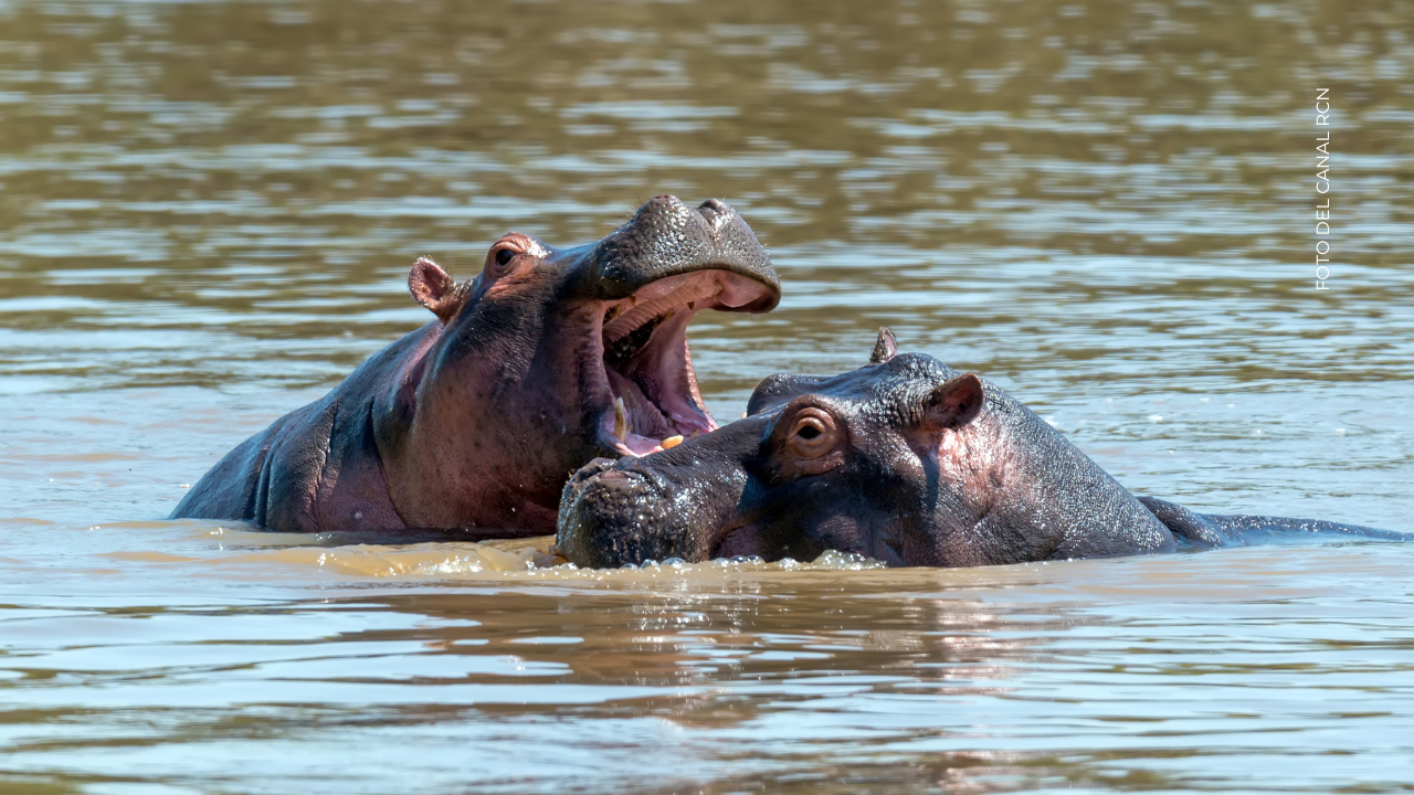 ¿Por qué dicen que Jhonny Rivera adoptará hipopótamos? 