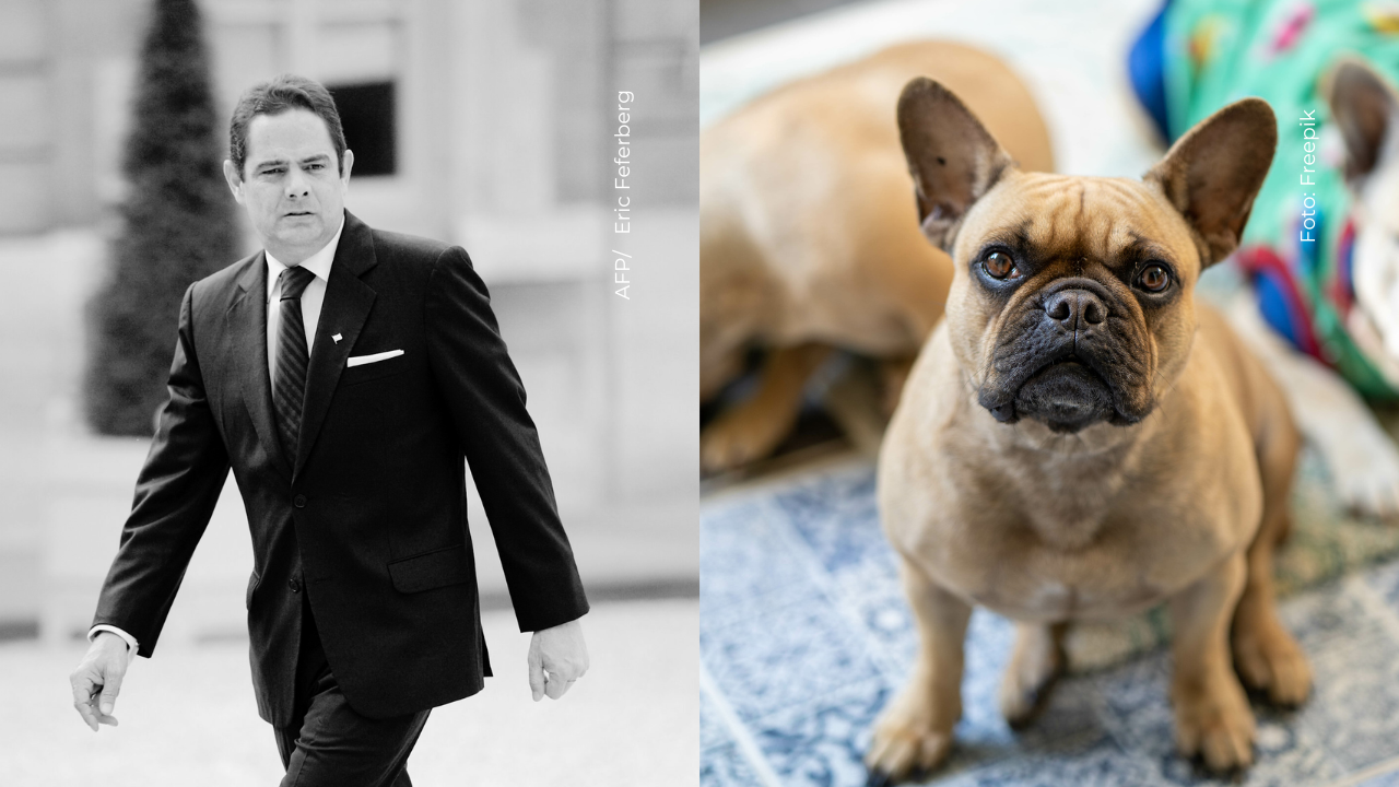 Así fue el conmovedor adiós de los perros de Germán Vargas Lleras