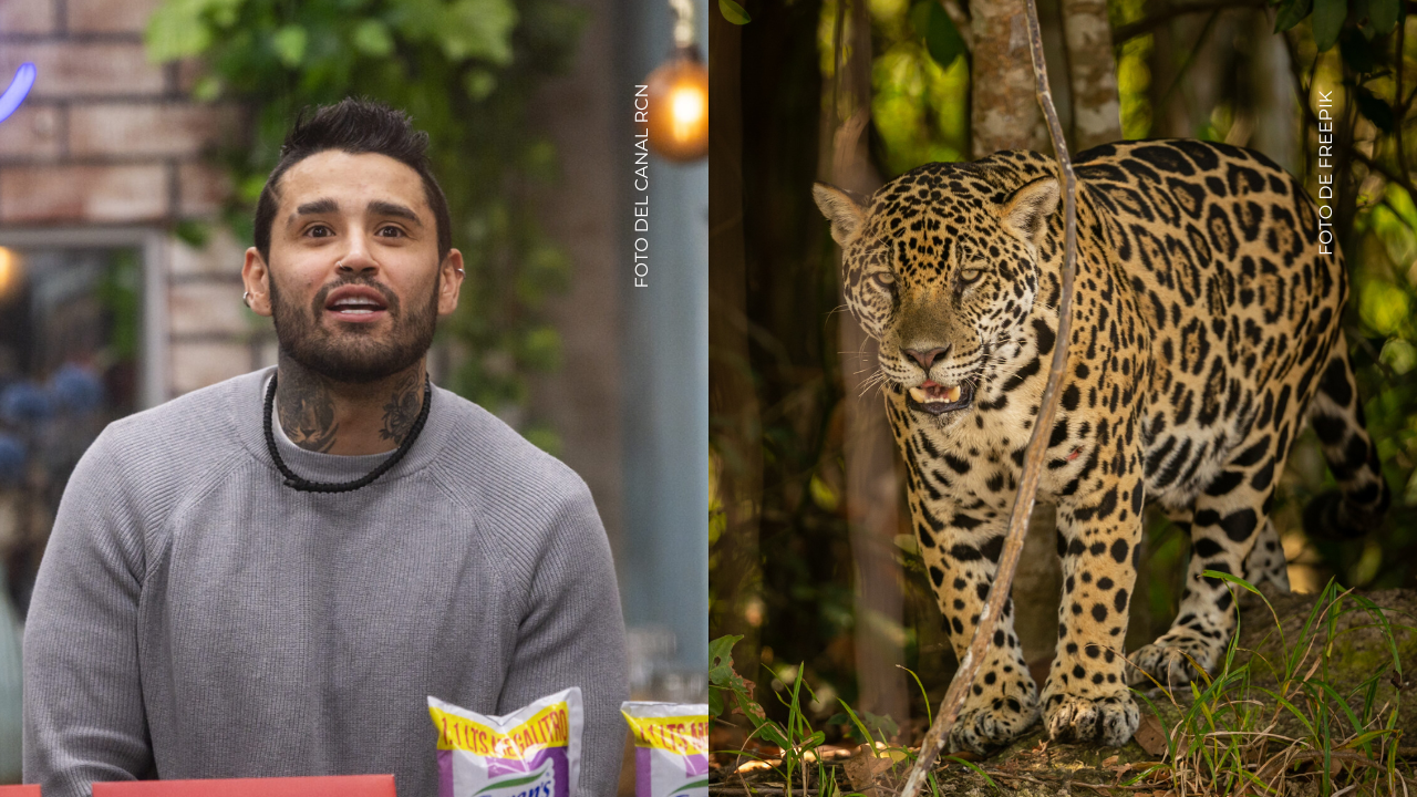¿Por qué relacionan a Tebi Bernal con el jaguar en La casa de los famosos Colombia?