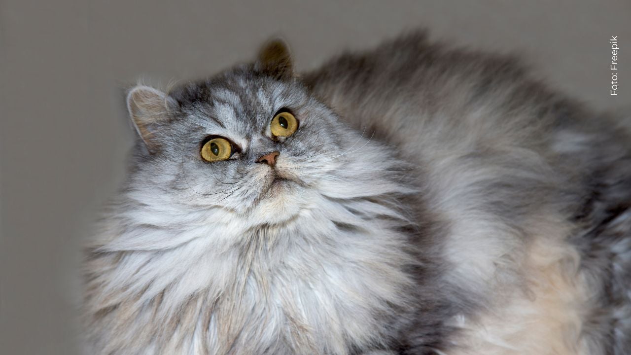 Lina Tejeiro dejó claro a sus fans que su gato no es un riesgoso para su embarazo